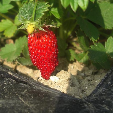 ホテル Rifugio Alpi Apuane Careggine エクステリア 写真